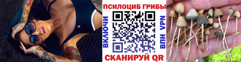 магазин продажи наркотиков Чегем Псилоцибиновые грибы Cubensis